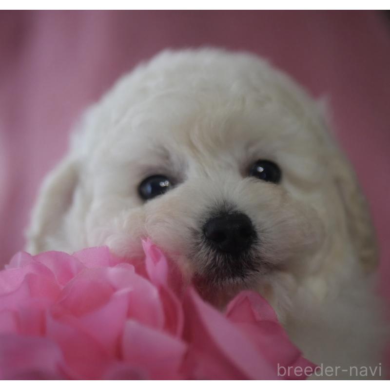 販売中の香川県のトイプードル-443292の3枚目