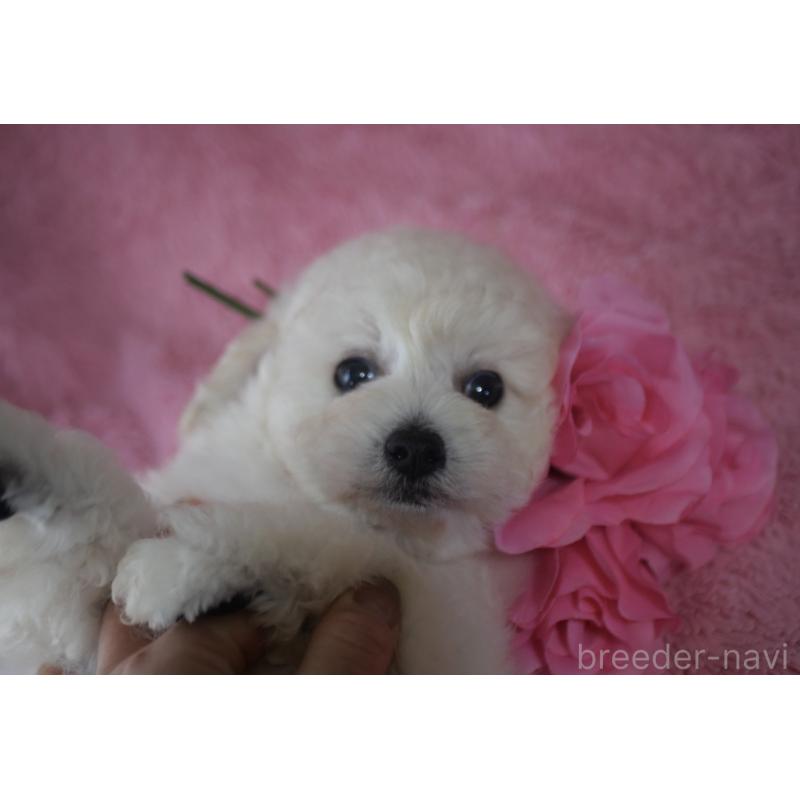 販売中の香川県のトイプードル-443292の2枚目