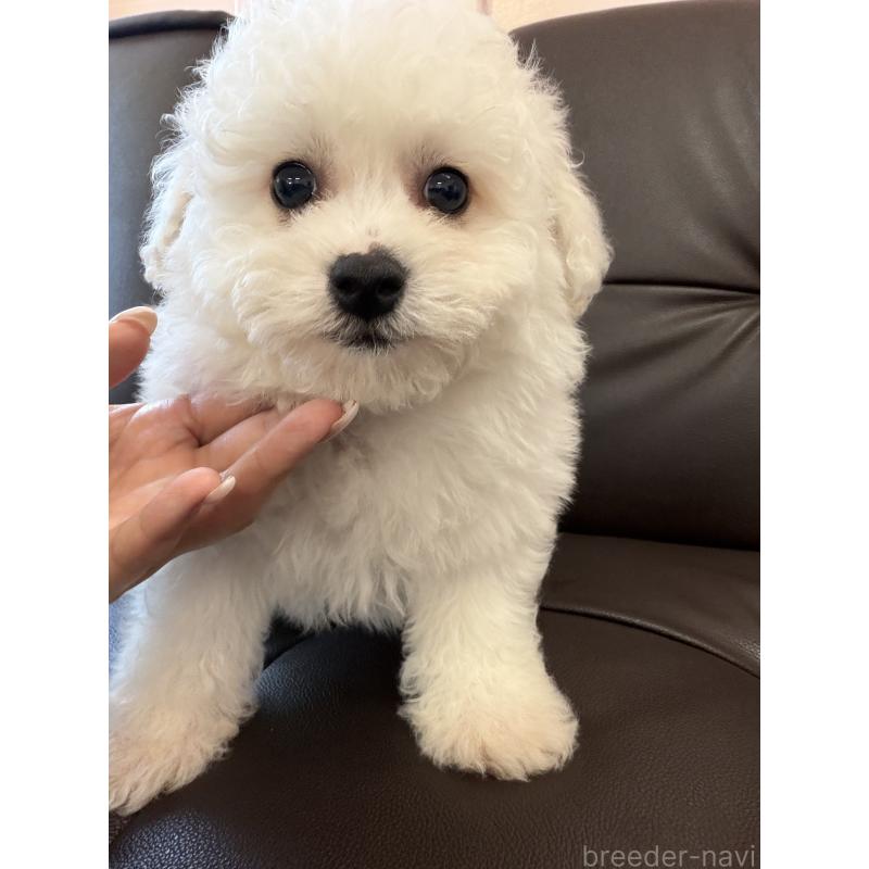 販売中の滋賀県のビションフリーゼ-444175の5枚目