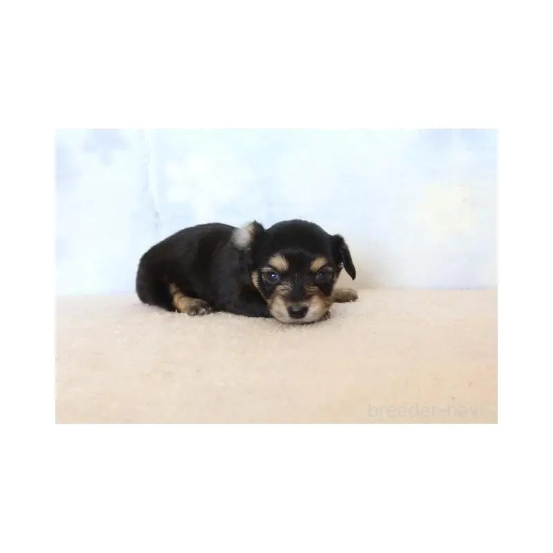 販売中の熊本県のチワックス:チワワ×ミニチュアダックスフンド-451216の5枚目