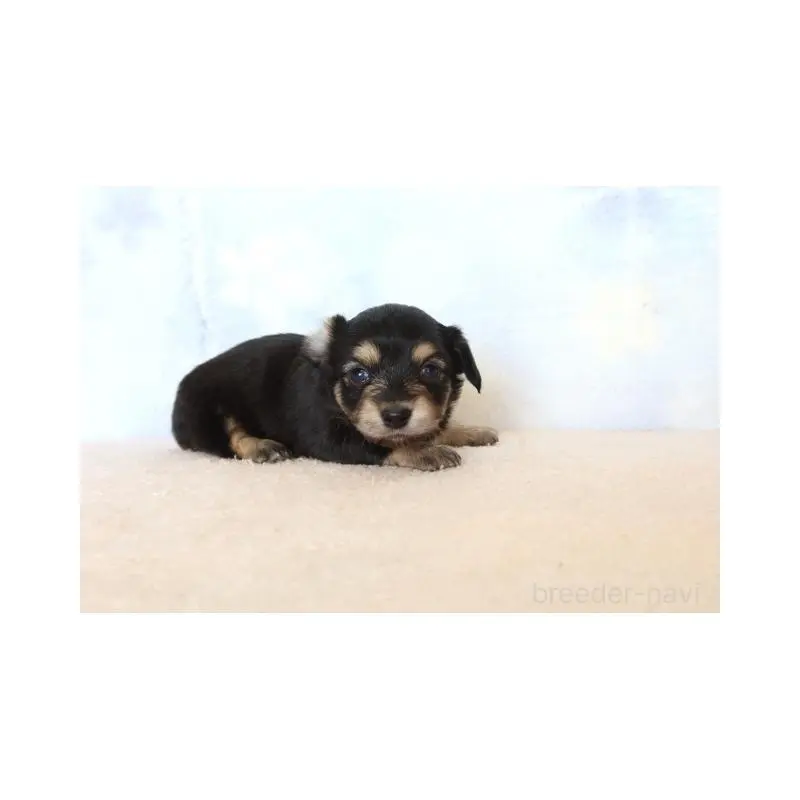 販売中の熊本県のチワックス:チワワ×ミニチュアダックスフンド-451216の4枚目