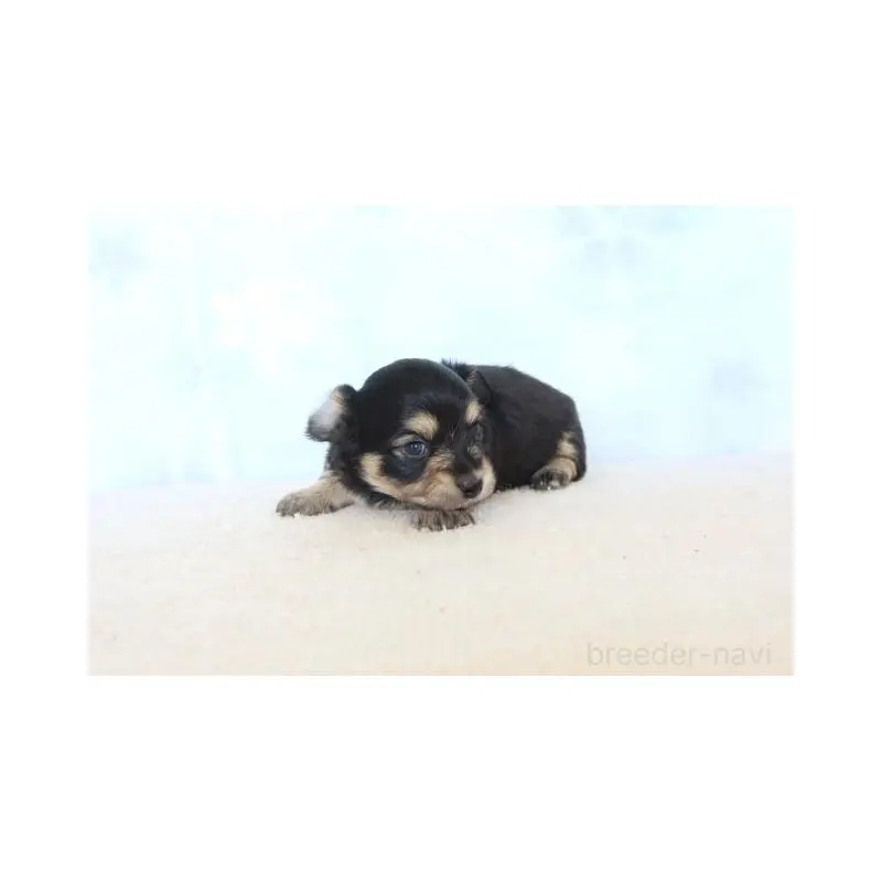 販売中の熊本県のチワックス:チワワ×ミニチュアダックスフンド-451216の2枚目