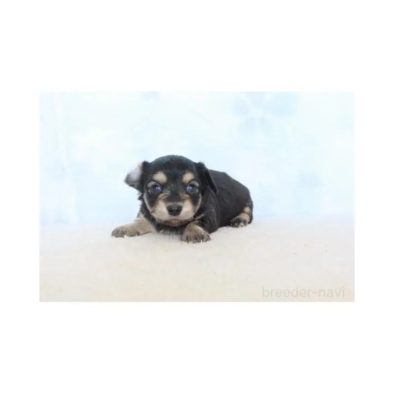 販売中の熊本県のチワックス:チワワ×ミニチュアダックスフンド-451216