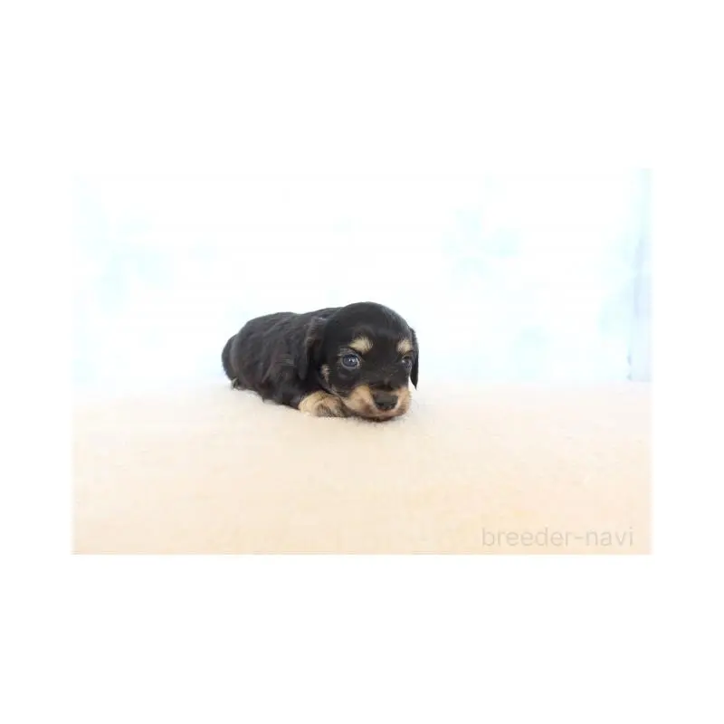 販売中の熊本県のチワックス:チワワ×ミニチュアダックスフンド-451224の5枚目