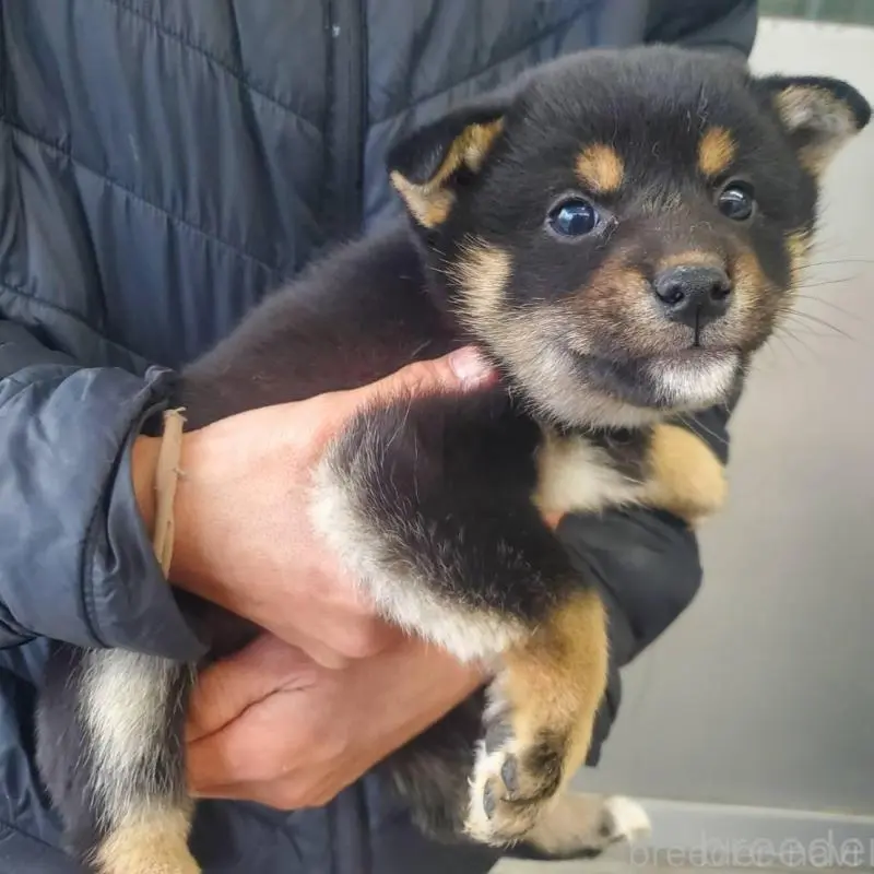 販売中の栃木県の柴犬-451225の4枚目