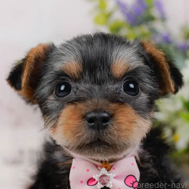 販売中の神奈川県のヨークシャーテリア-451226