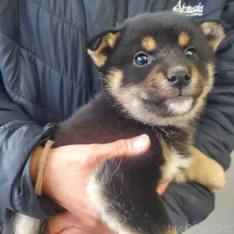 販売中の栃木県の柴犬-451225の3枚目