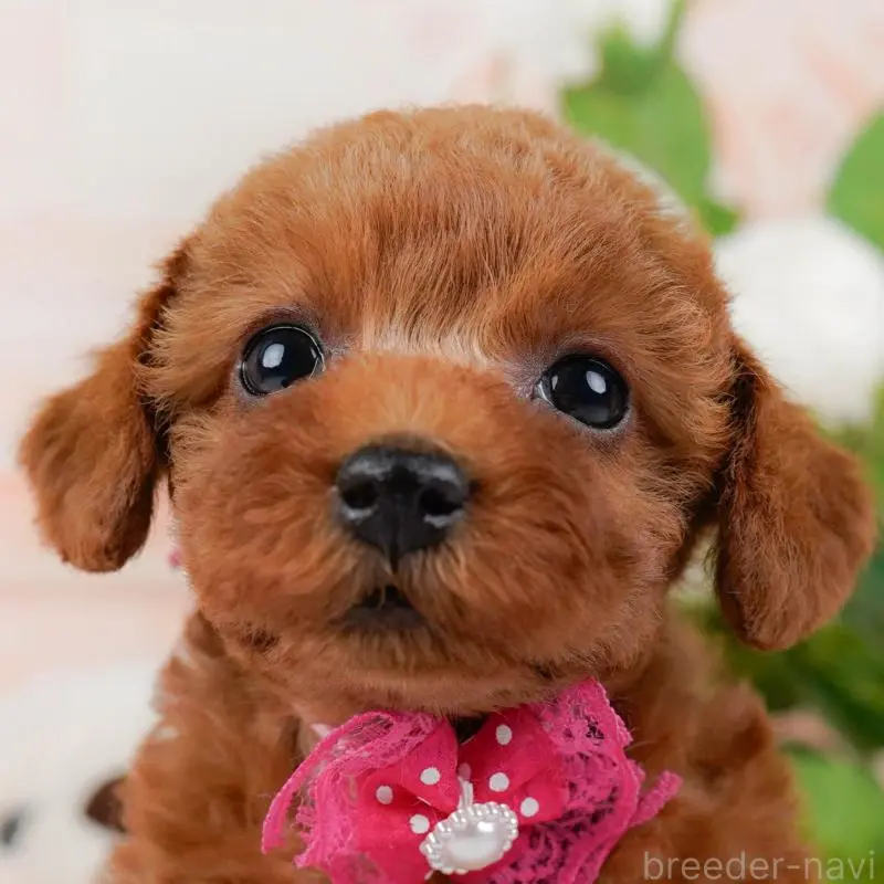 ♀︎トイプードル