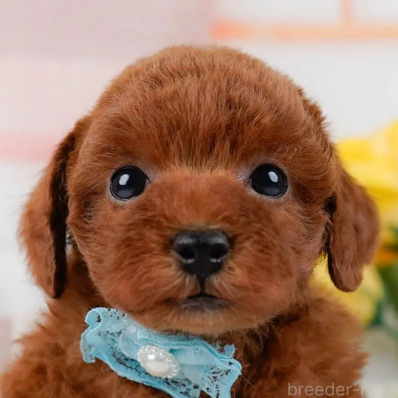 販売中の神奈川県のトイプードル-451233