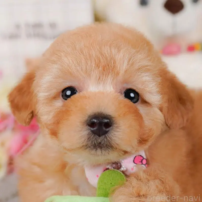 ♀︎トイプードル