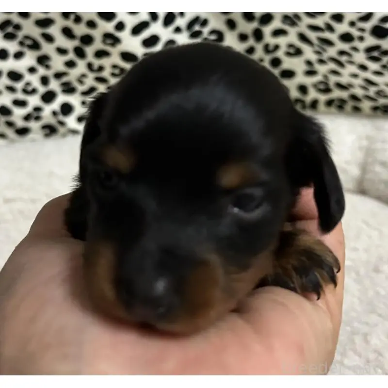 販売中の北海道のミニチュアダックスフンド(ロングヘアード)-451243の3枚目