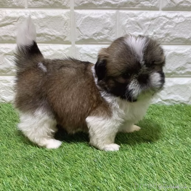 販売中の愛知県のシーズー-448902