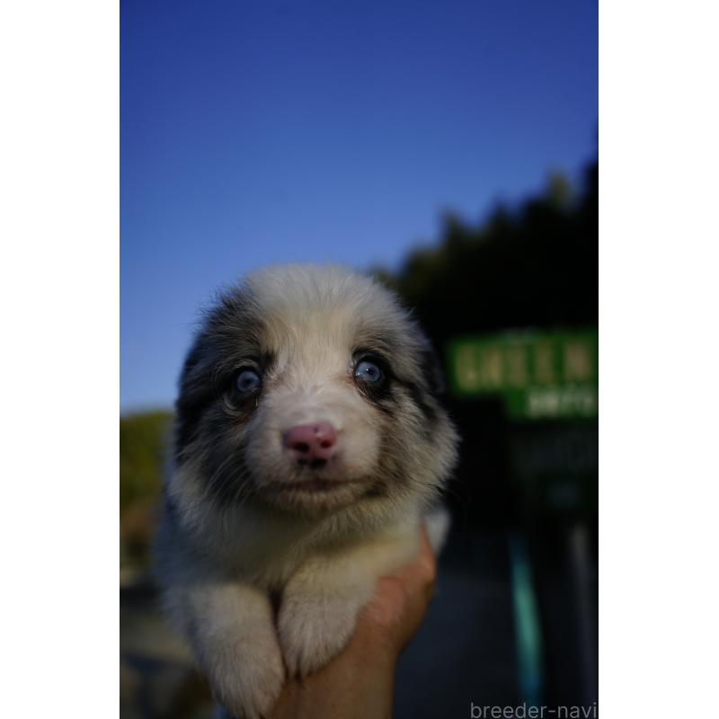 販売中の福岡県のボーダーコリー-441657の5枚目