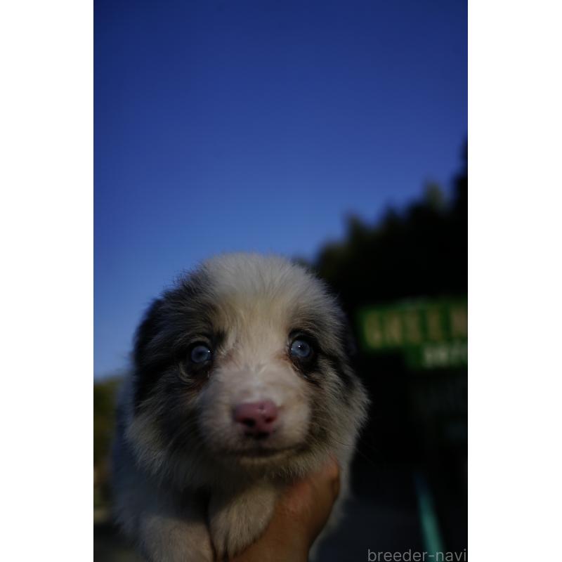 販売中の福岡県のボーダーコリー-441657の4枚目