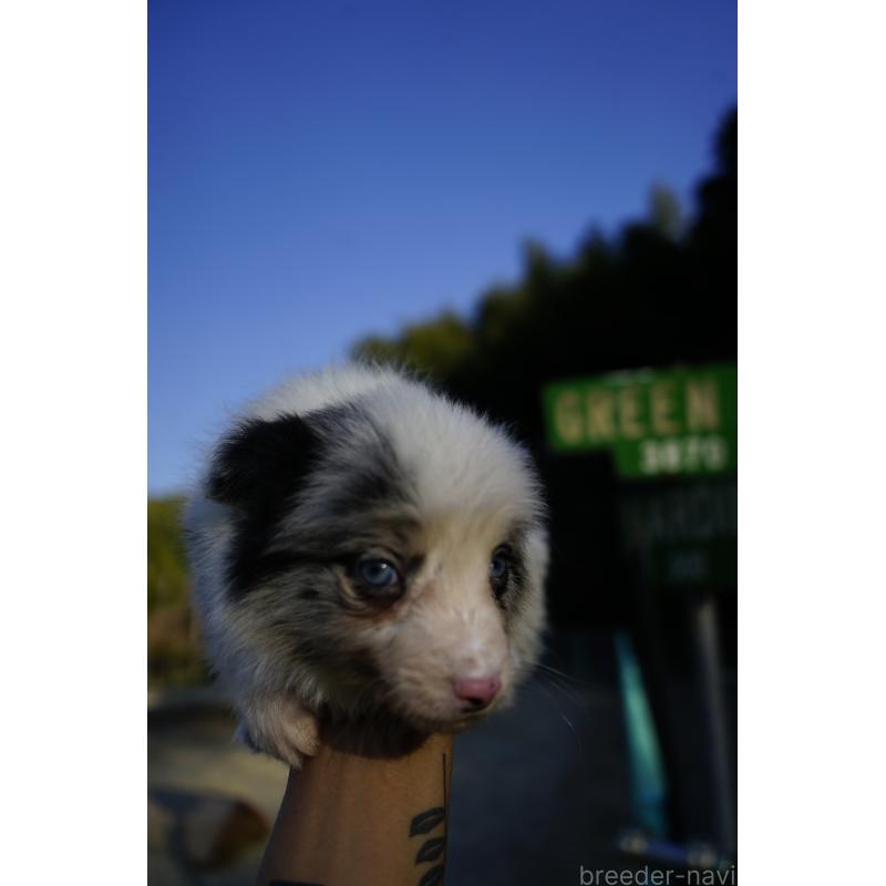 販売中の福岡県のボーダーコリー-441657の3枚目