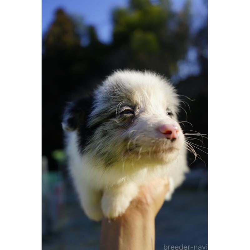 販売中の福岡県のボーダーコリー-441657の2枚目