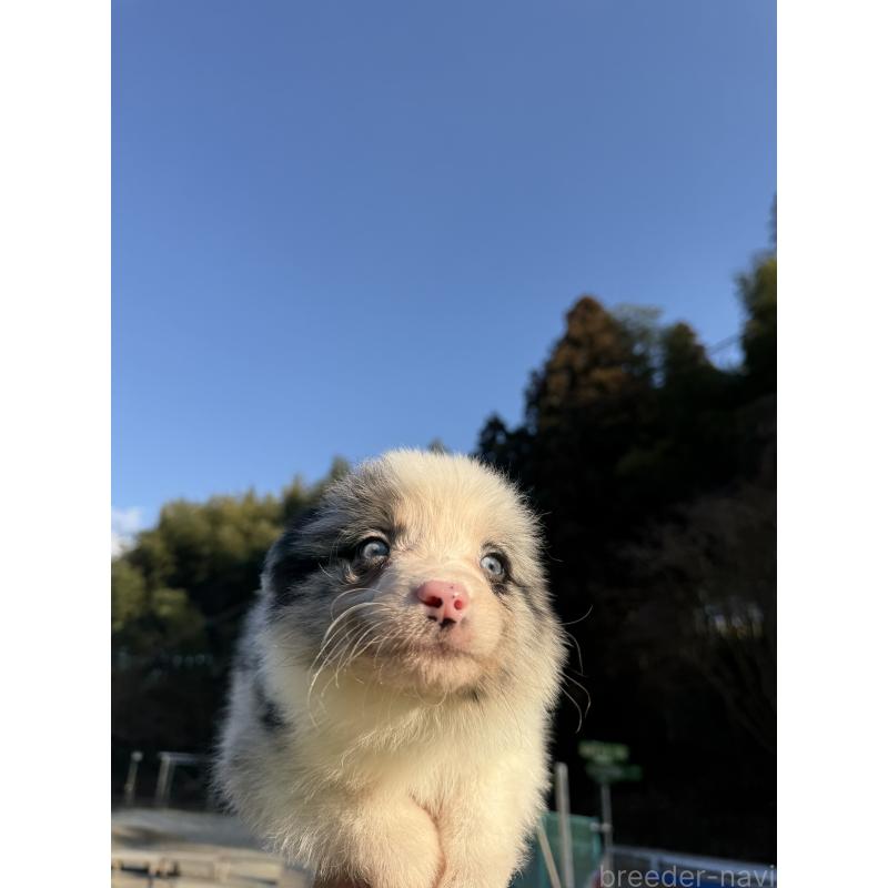 販売中の福岡県のボーダーコリー-441656の5枚目