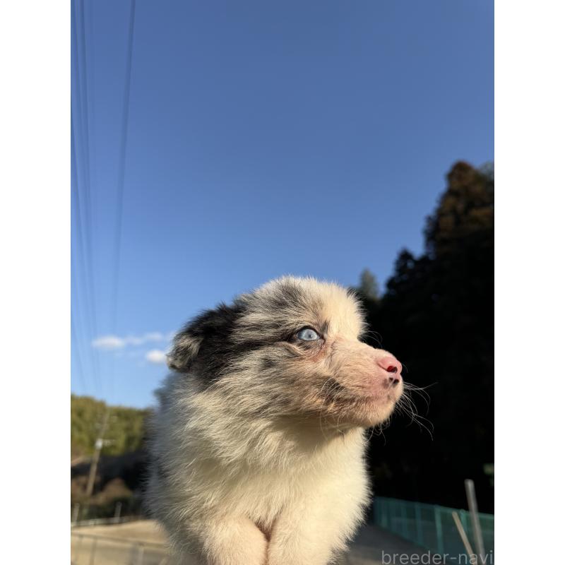 販売中の福岡県のボーダーコリー-441656の4枚目