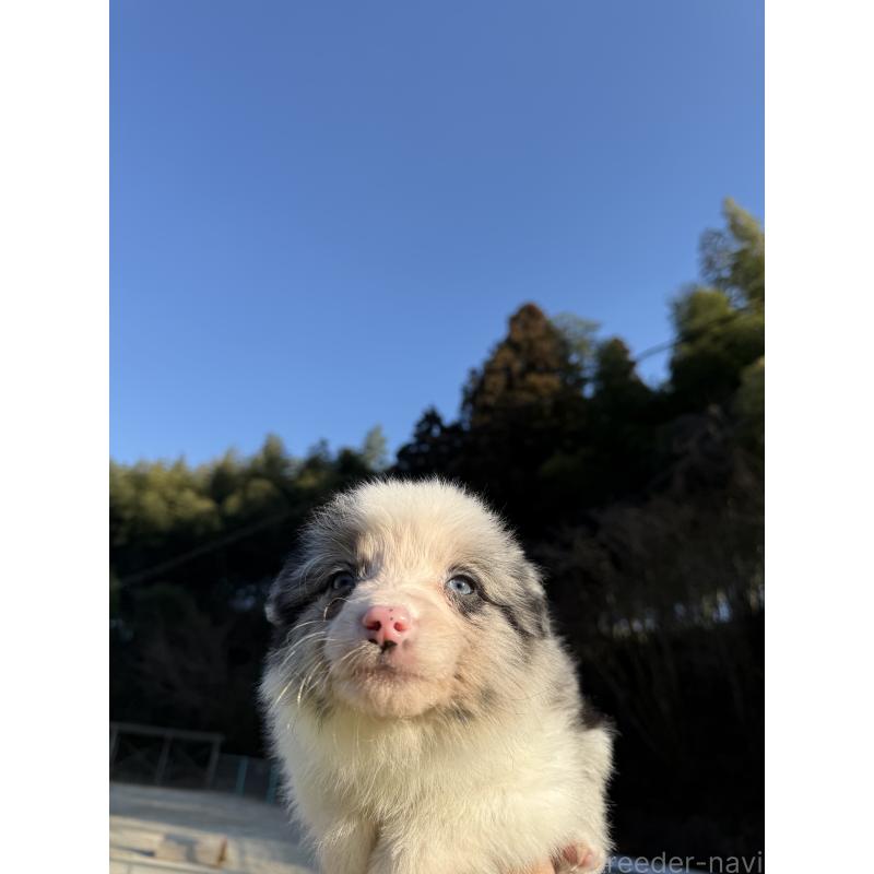 販売中の福岡県のボーダーコリー-441656の3枚目