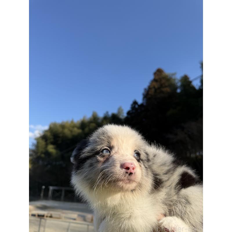 販売中の福岡県のボーダーコリー-441656の2枚目