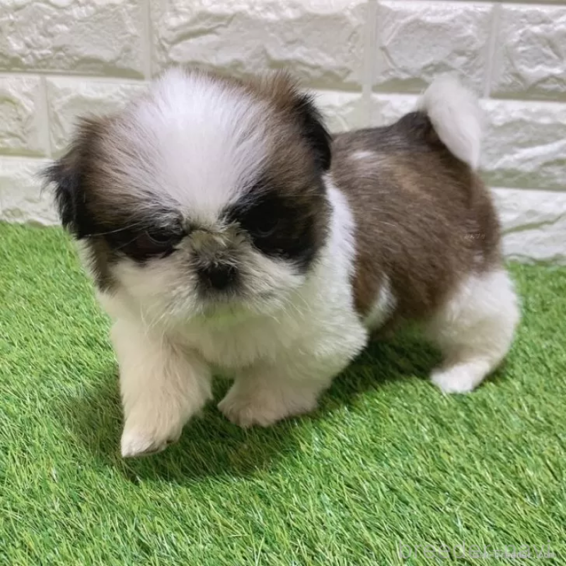 販売中の愛知県のシーズー-448892