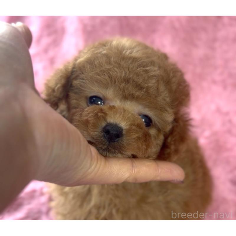 販売中の香川県のトイプードル-444967の3枚目