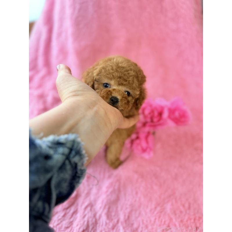 販売中の香川県のトイプードル-444967の2枚目