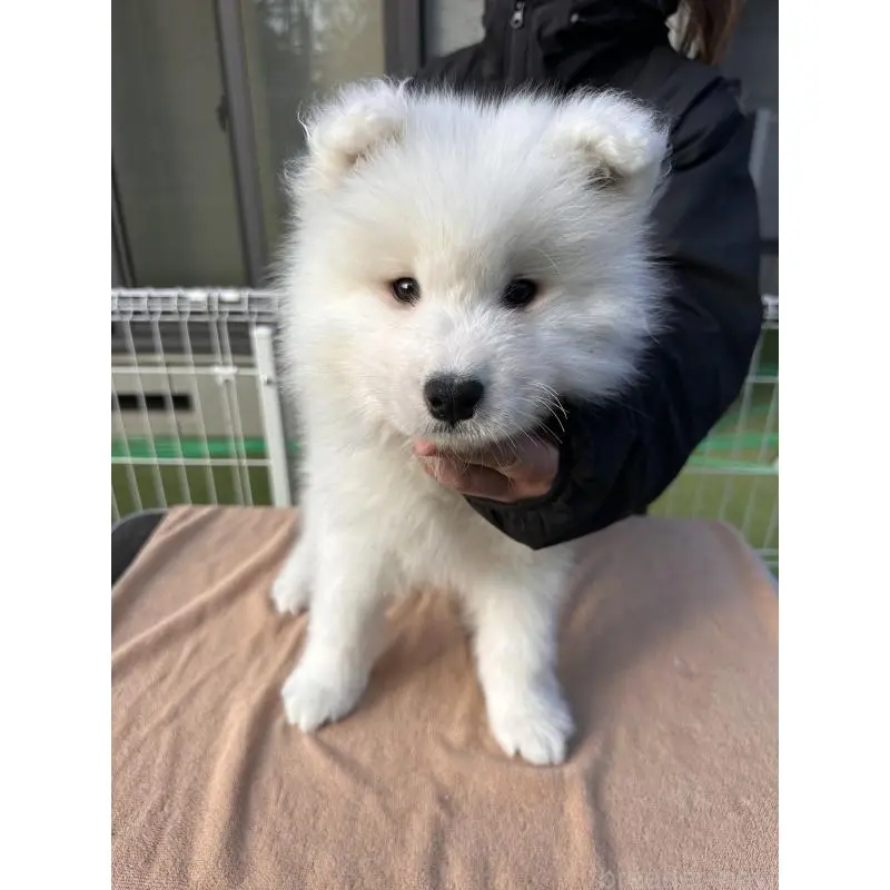販売中の茨城県のサモエド-451254の5枚目