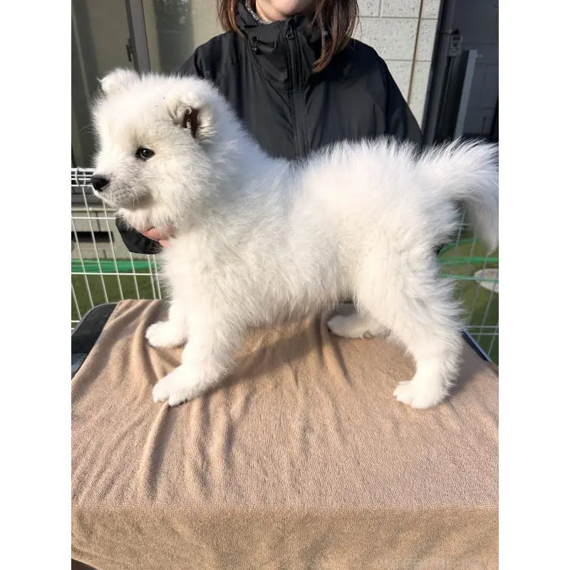 販売中の茨城県のサモエド-451254の4枚目