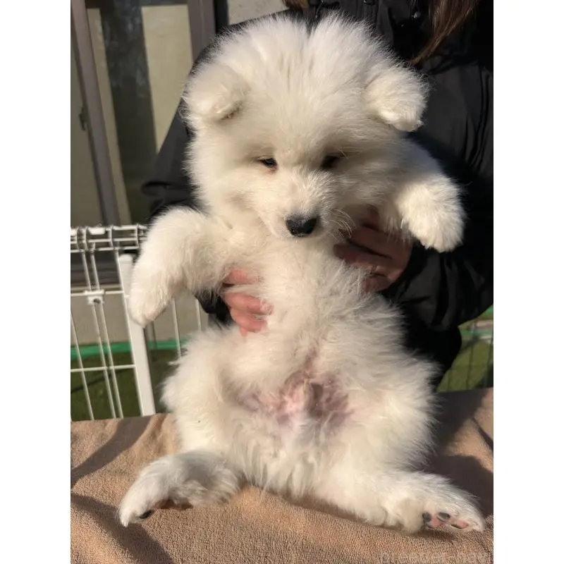 販売中の茨城県のサモエド-451254の3枚目