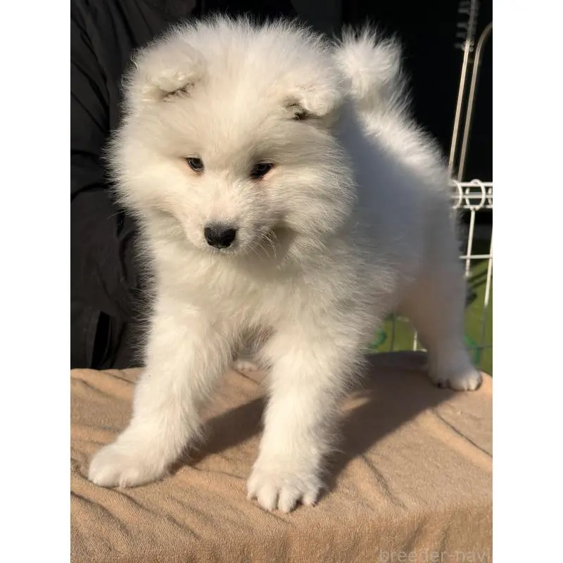 販売中の茨城県のサモエド-451254の2枚目