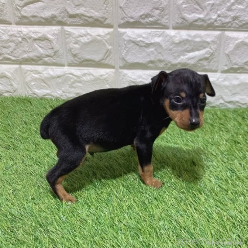 商談中の愛知県のミニチュアピンシャー(ミニピン)-450134の5枚目