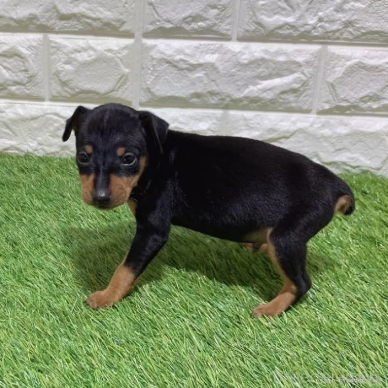 商談中の愛知県のミニチュアピンシャー(ミニピン)-450134の4枚目