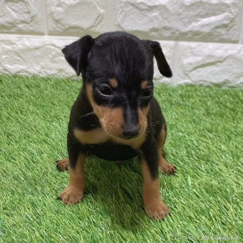 商談中の愛知県のミニチュアピンシャー(ミニピン)-450134の3枚目