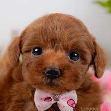 ♀︎タイニープードル