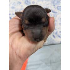 ♀︎ヨークシャーテリア