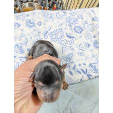 ♀︎ヨークシャーテリア