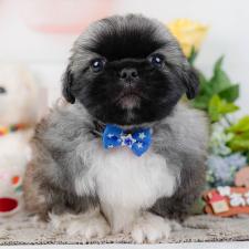 ♀︎ペキニーズ