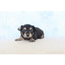 ♀︎チワックス:チワワ×ミニチュアダックスフンド