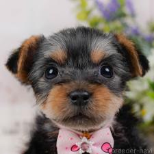 オンライン見学