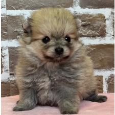 ♀︎ポメラニアン