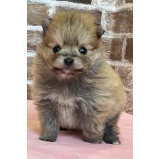 ♀︎ポメラニアン
