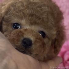 ♀︎トイプードル