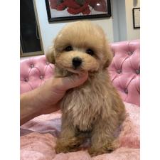 ♀︎タイニープードル