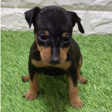 ♀︎ミニチュアピンシャー(ミニピン)