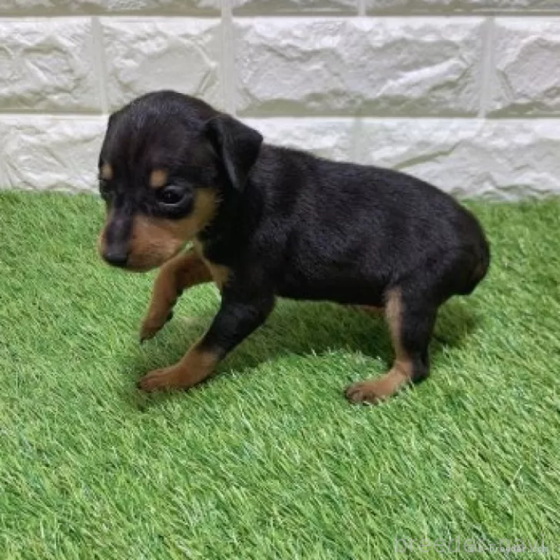 成約済の愛知県のミニチュアピンシャー(ミニピン)-450173の4枚目