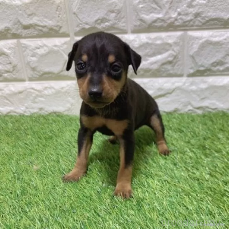 成約済の愛知県のミニチュアピンシャー(ミニピン)-450173の3枚目