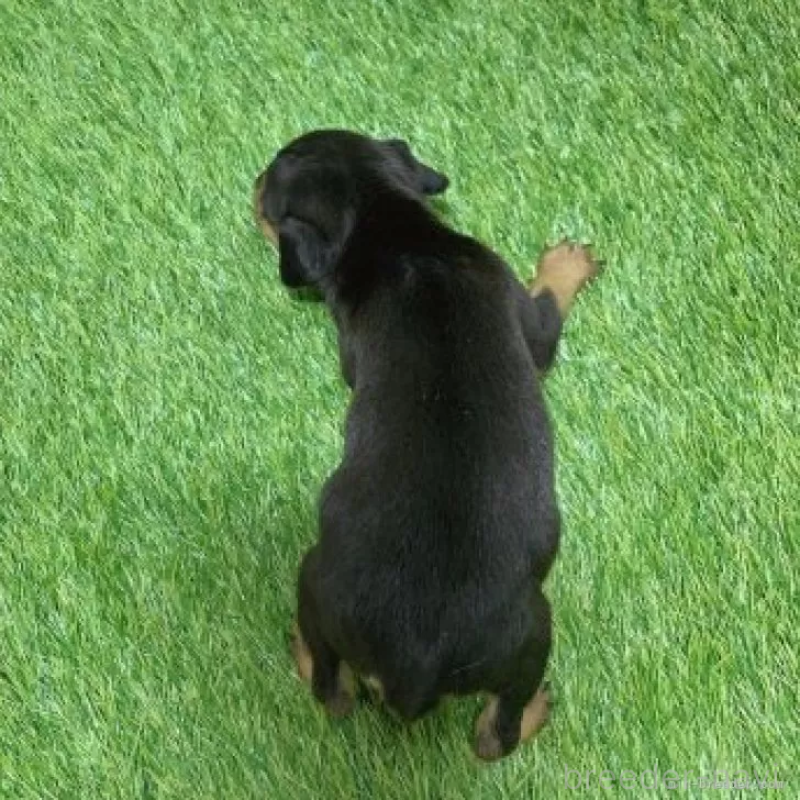 成約済の愛知県のミニチュアピンシャー(ミニピン)-450173の2枚目