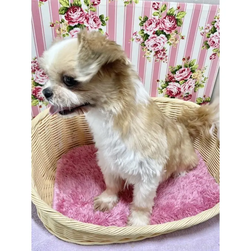 販売中の秋田県のシーズー-451253の2枚目