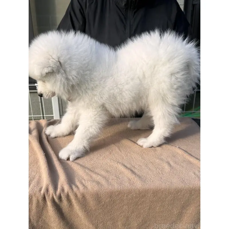 販売中の茨城県のサモエド-451259の4枚目